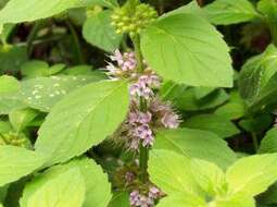 Image of wild mint