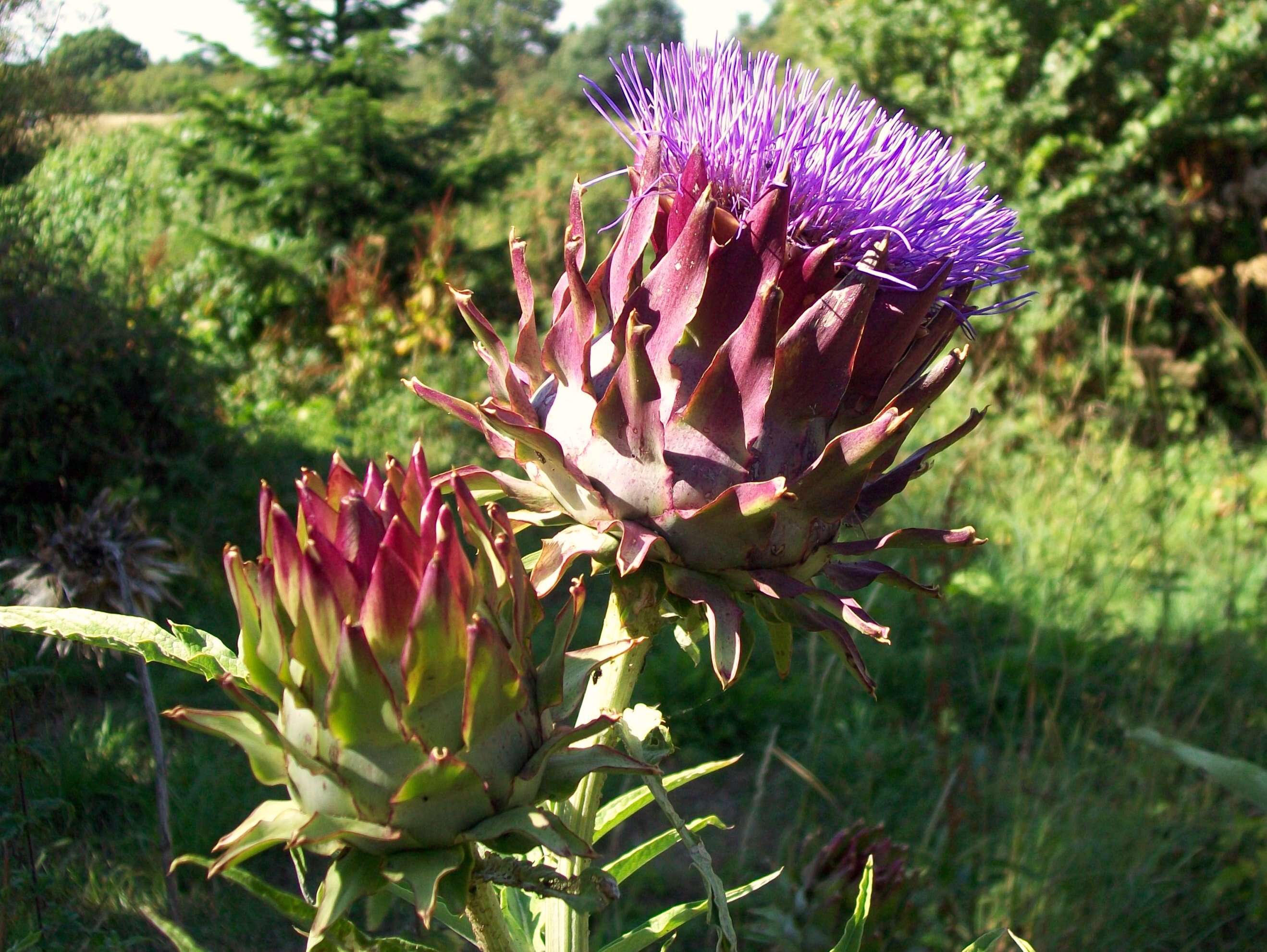 Image of cardoon