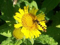 Image of common fleabane