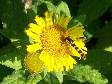 Pulicaria dysenterica (L.) Bernh. resmi