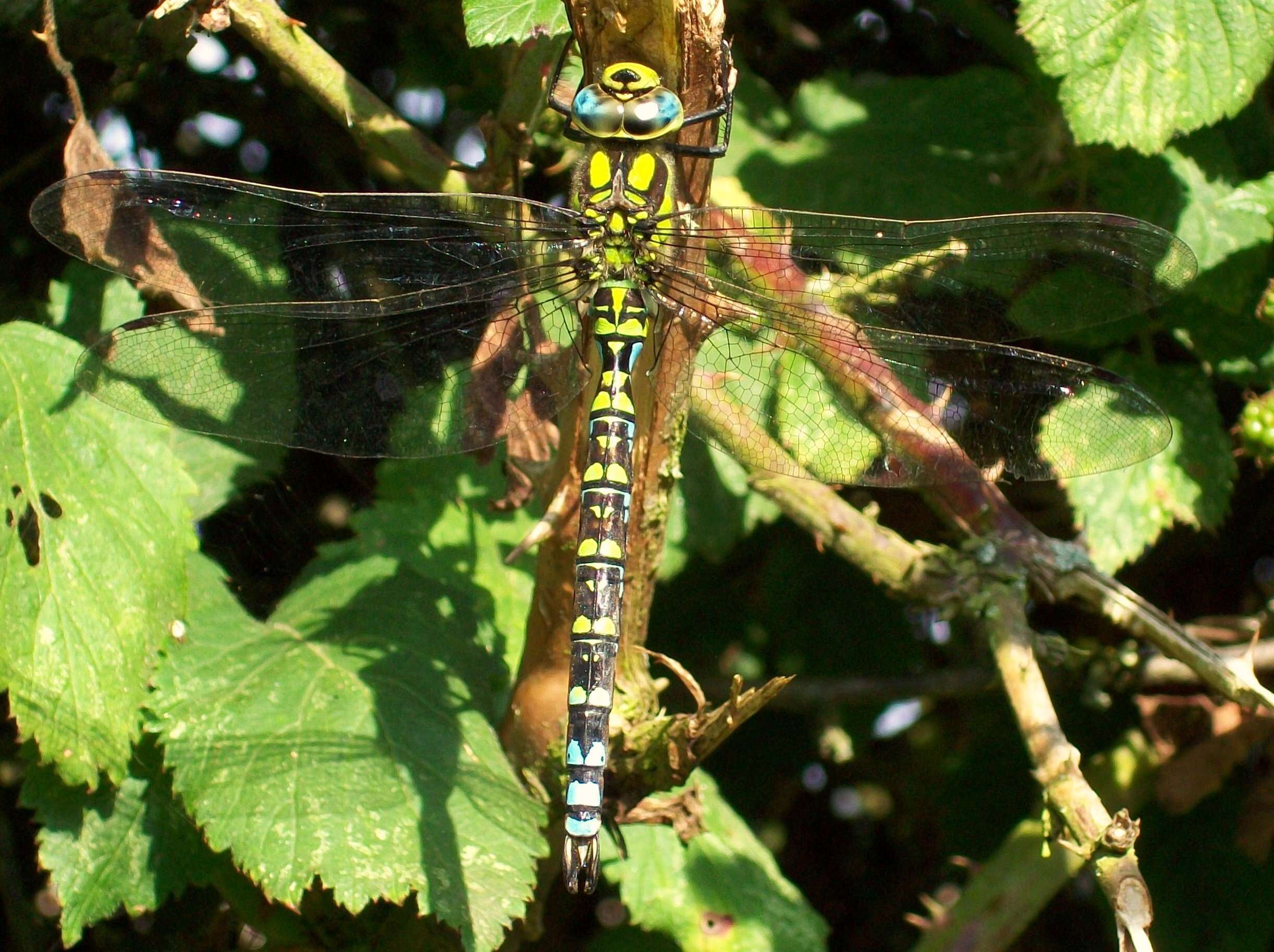 Aeshna cyanea (Müller 1764) resmi