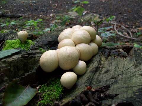 Imagem de Lycoperdon pyriforme Schaeff. 1774