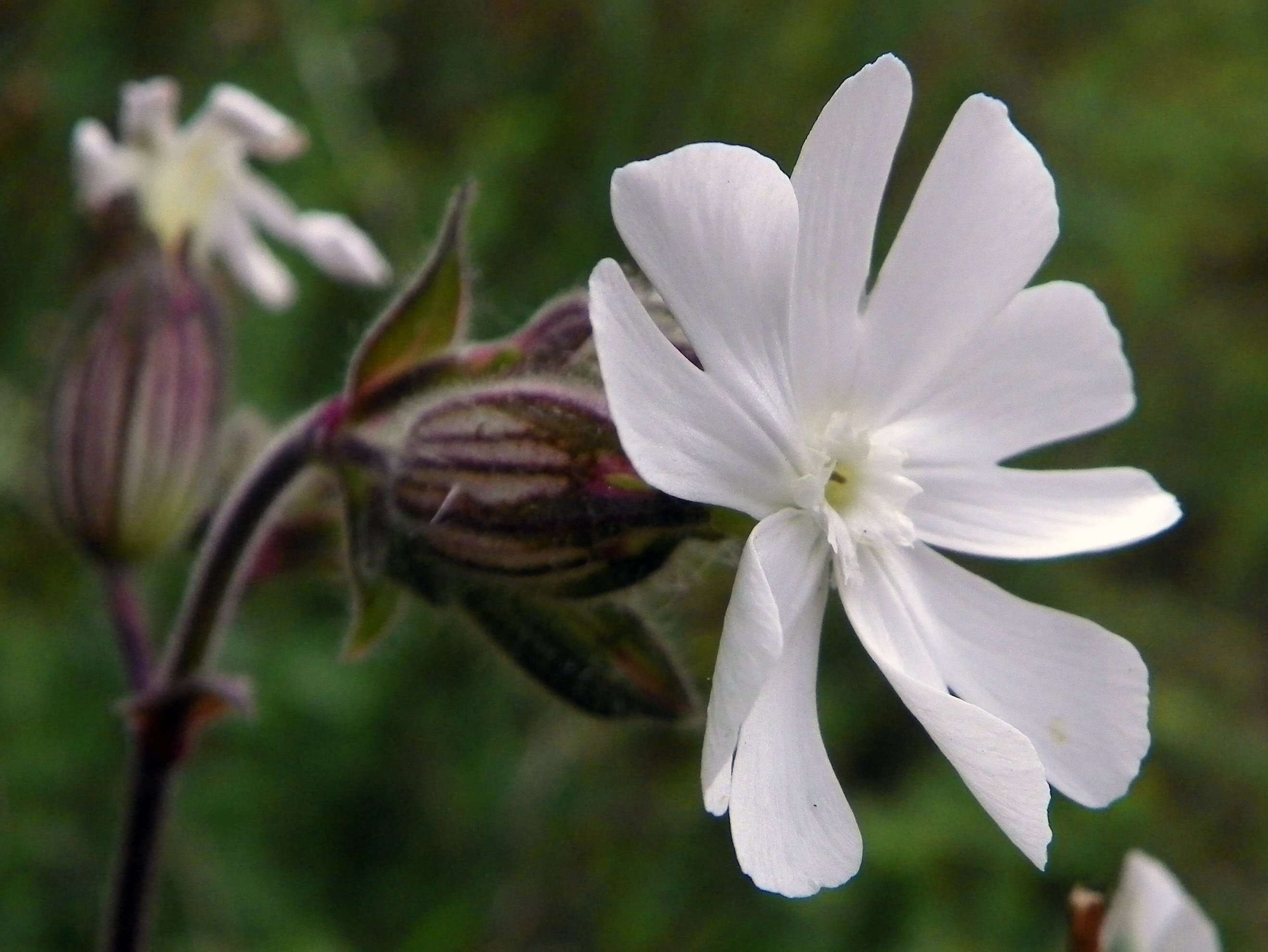 Image of Bladder Campion