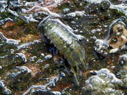 Image of Asellus aquaticus