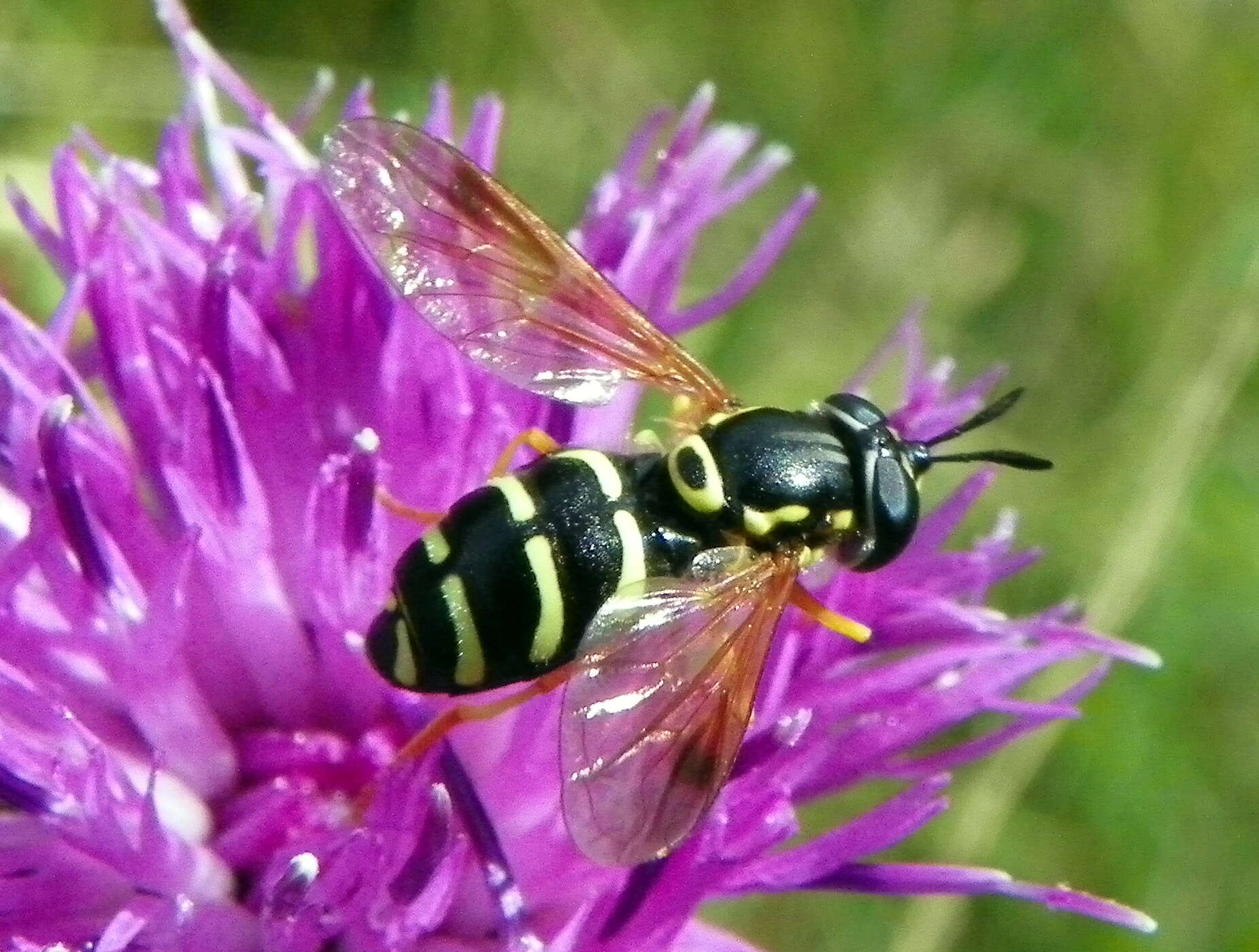 Image of <i>Chrysotoxum festivum</i>