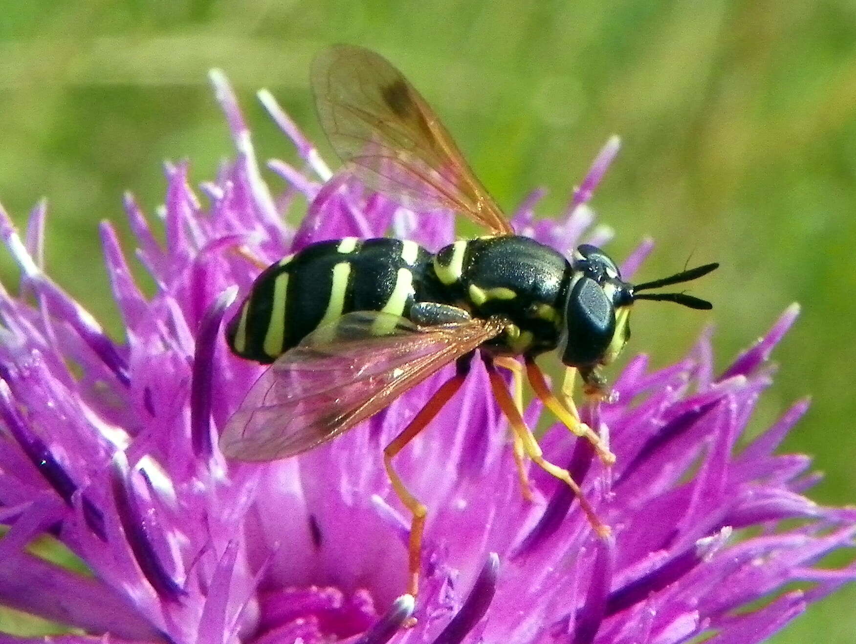 Image of <i>Chrysotoxum festivum</i>