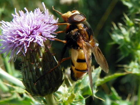 Image of lesser hornet hoverfly