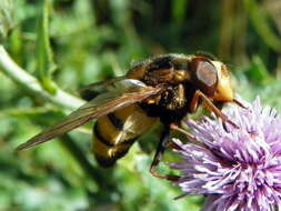 Image of lesser hornet hoverfly