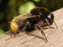 Image of Red tailed bumblebee