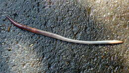 Image of Earthworm