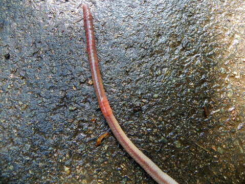 Image of Earthworm