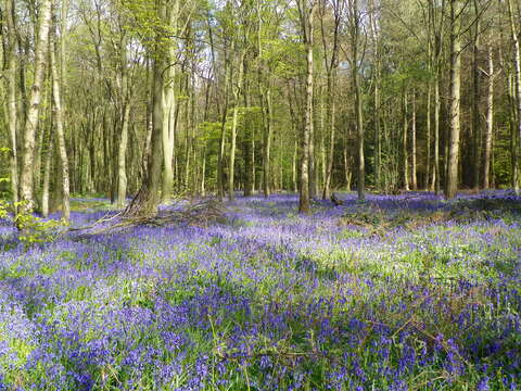 Image de jacinthe des bois