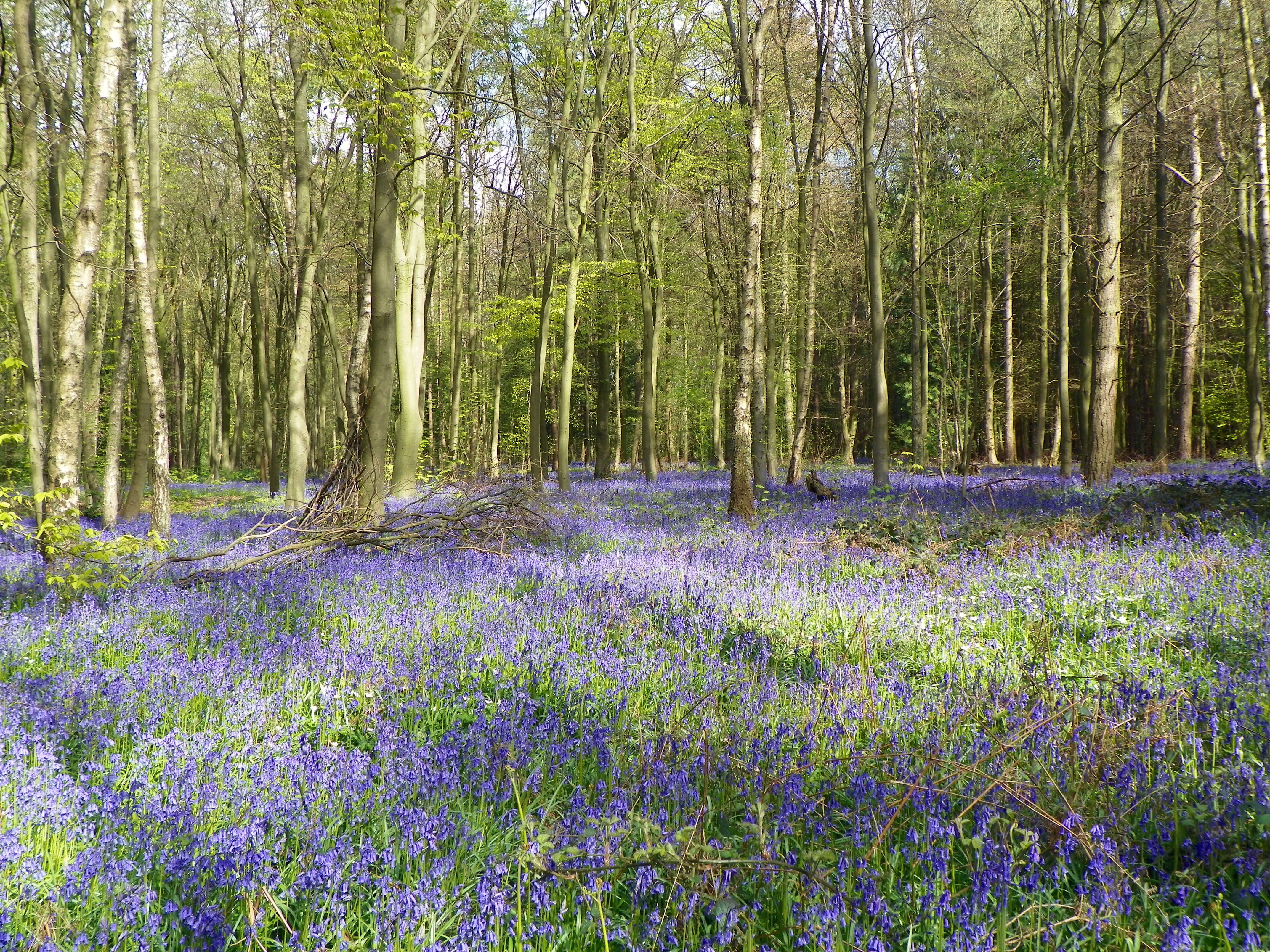 Image of Common Bluebell