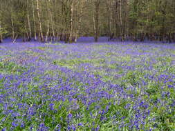 Image de jacinthe des bois