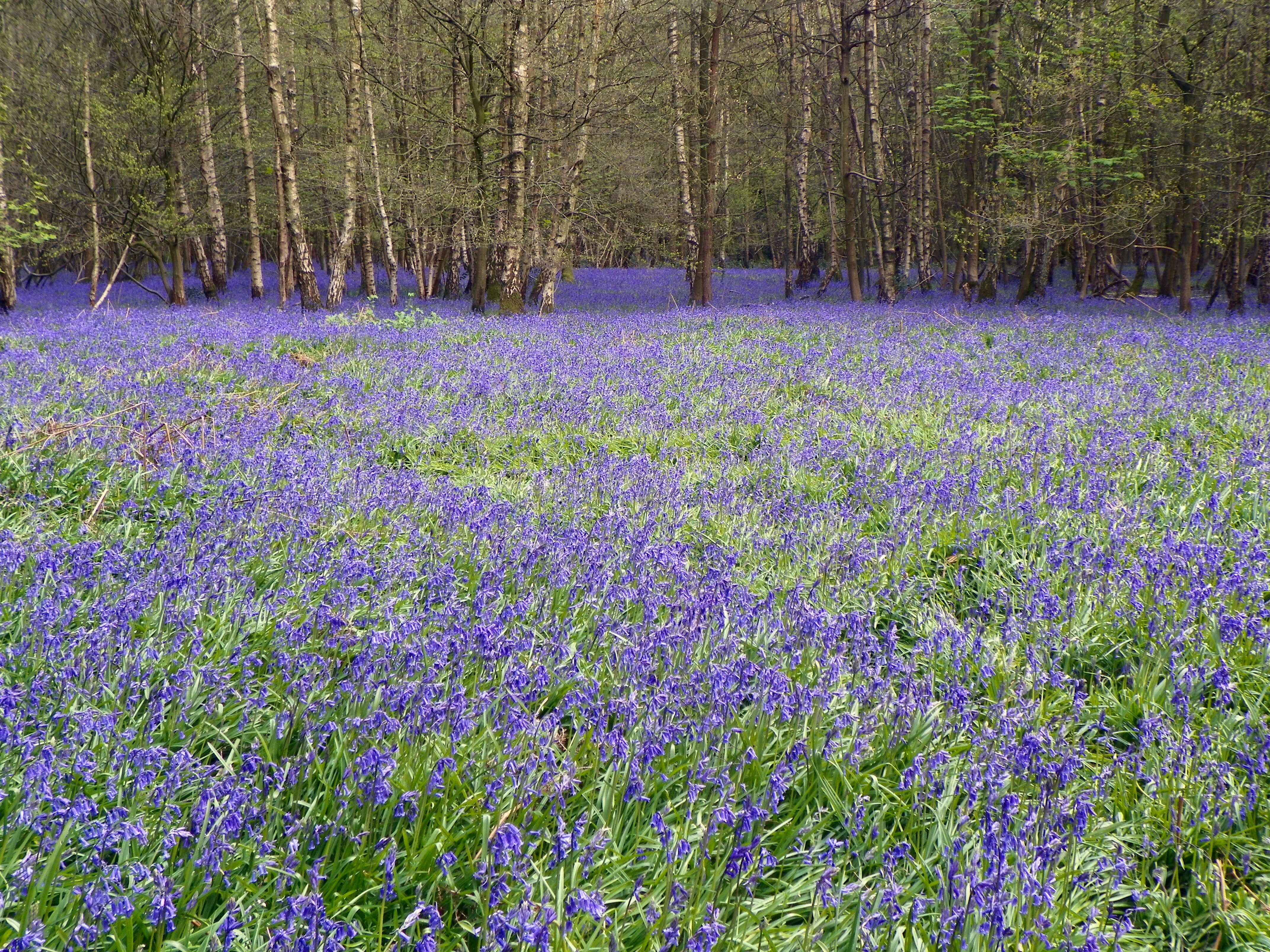 Image de jacinthe des bois