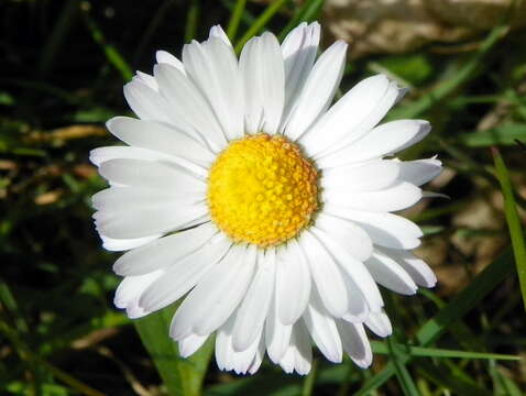 Image of Daisy