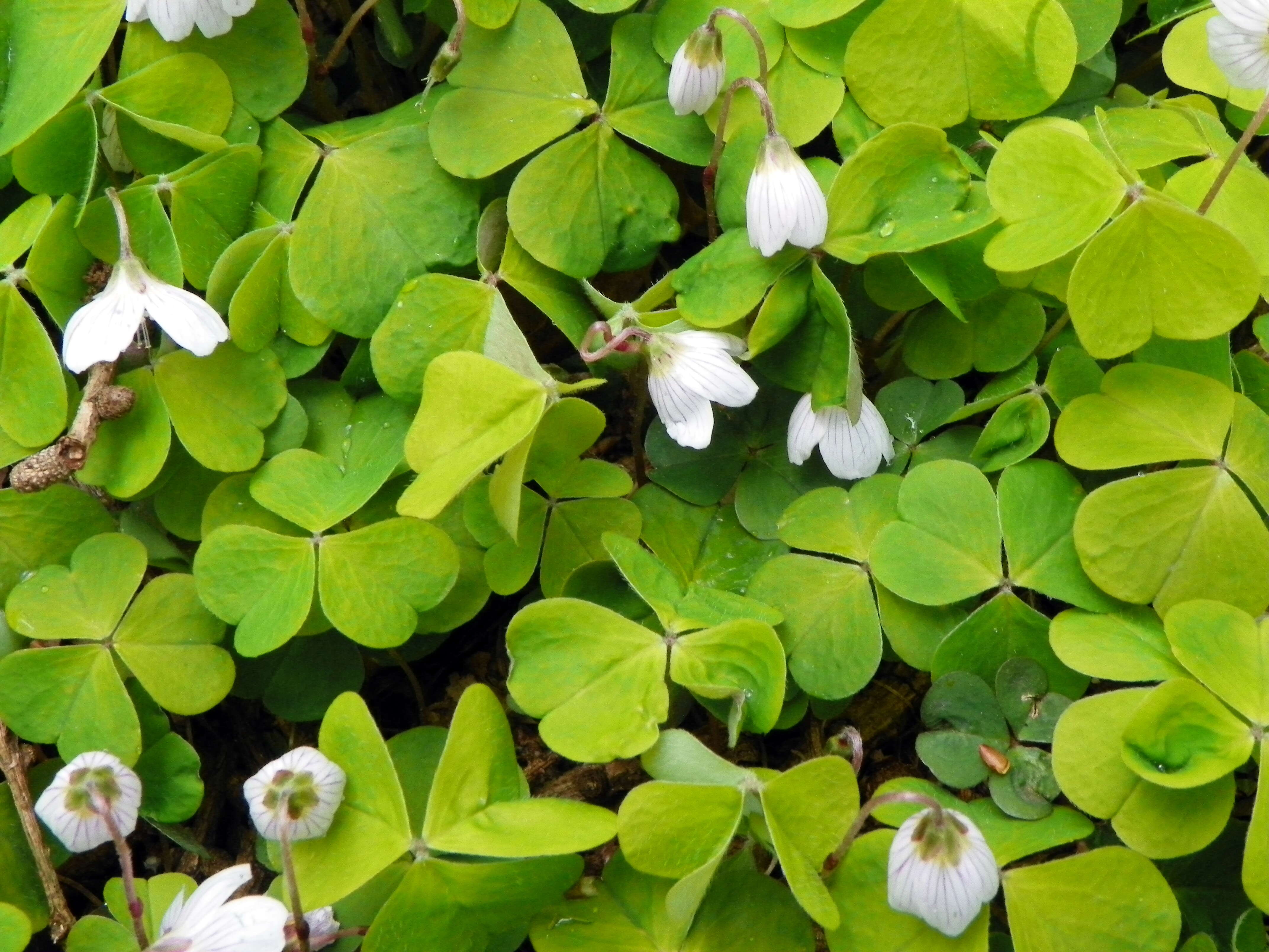 Imagem de Oxalis acetosella L.