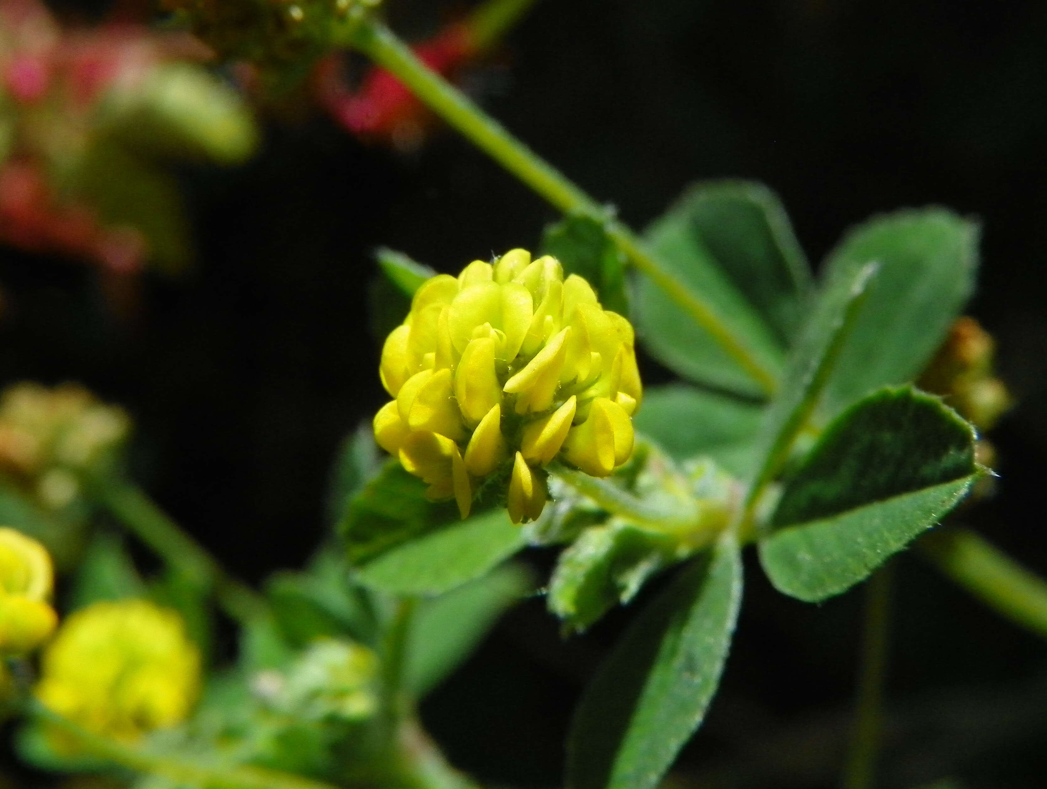 Image of black medick