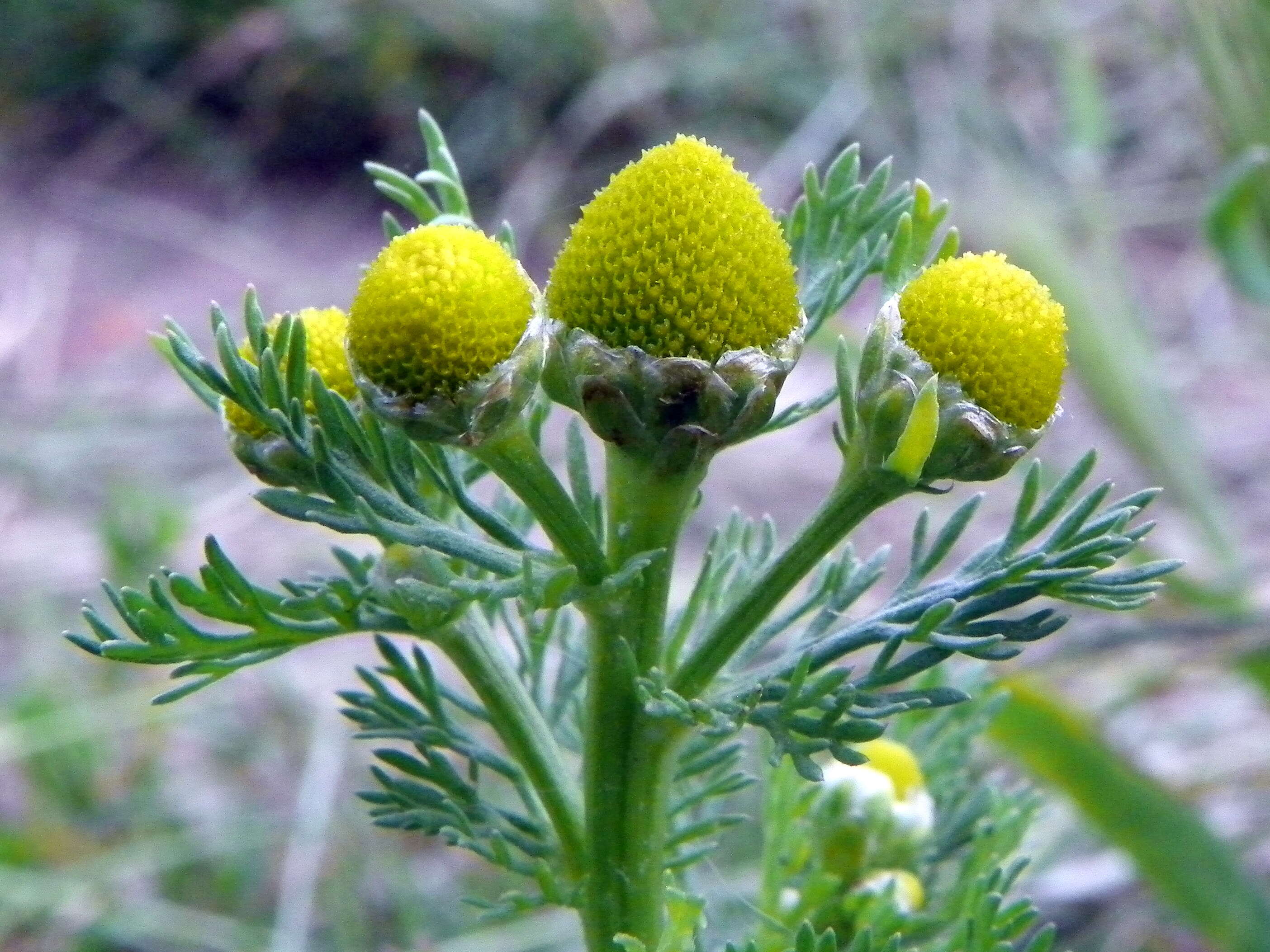 Image of disc mayweed