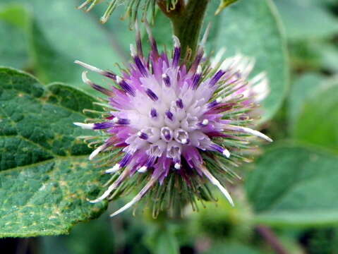 Image of common burdock