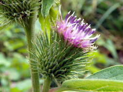 Image of common burdock