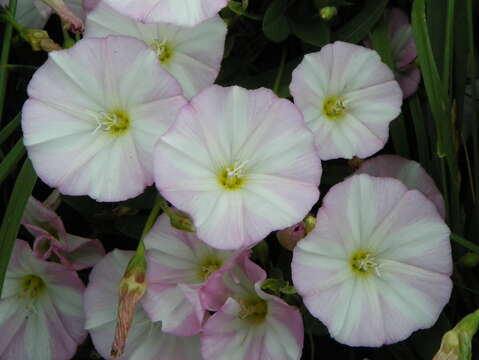 Image of Field Bindweed