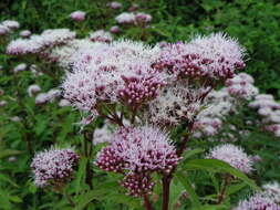 Image of hemp agrimony