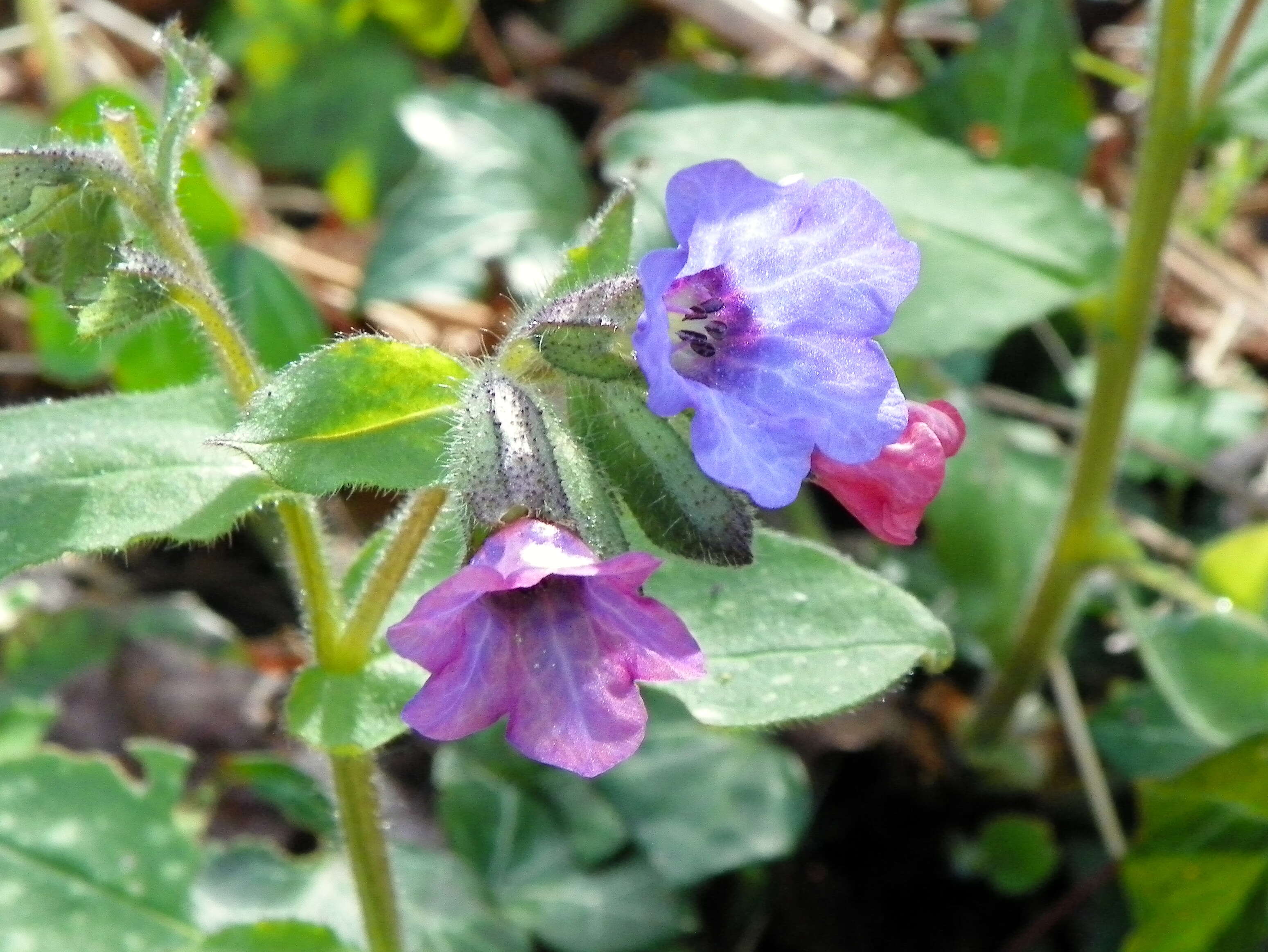 Image of Lungwort