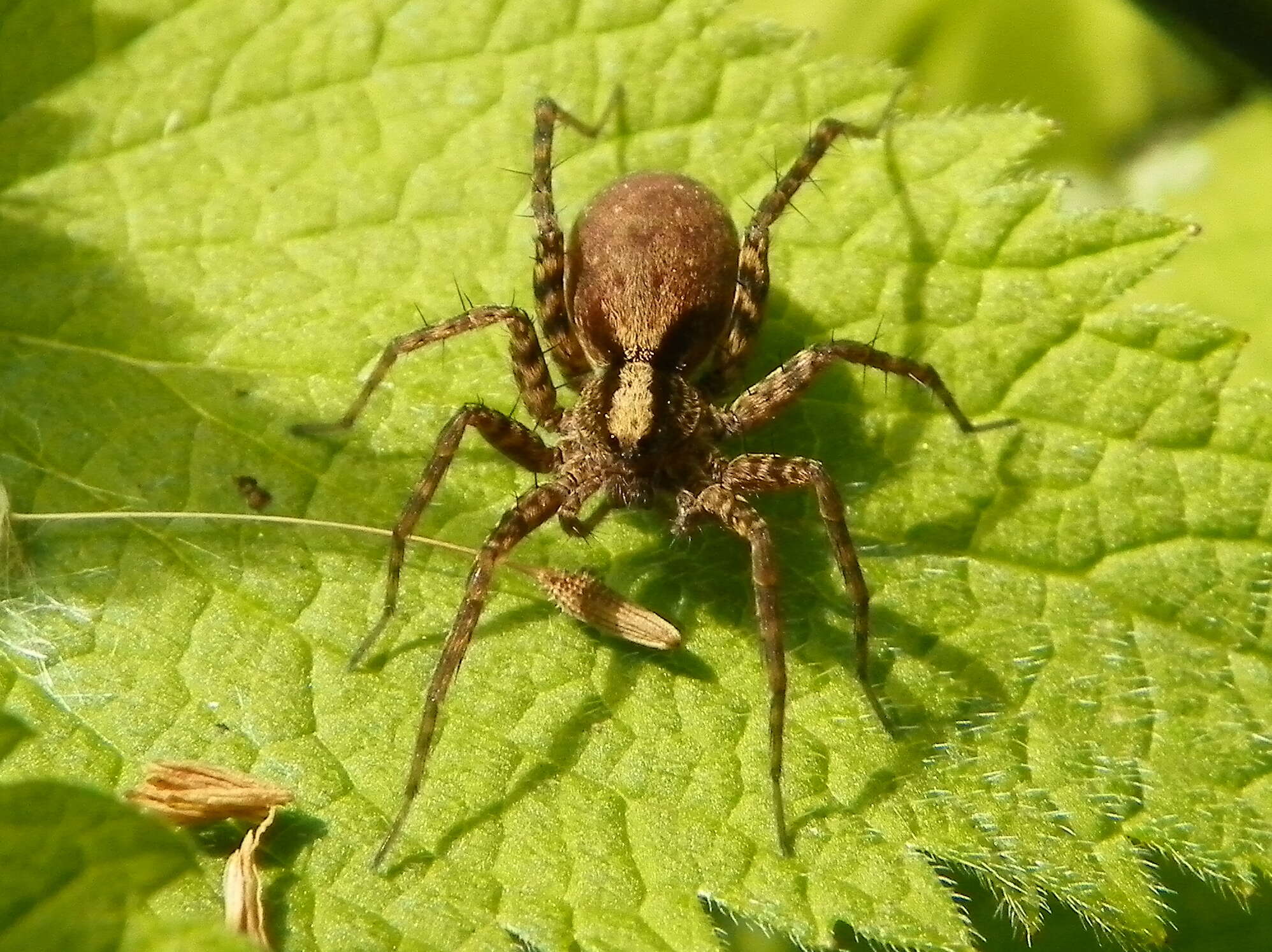 Image of Pardosa lugubris (Walckenaer 1802)