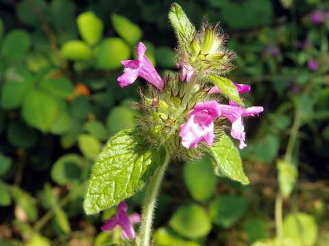 Image of wild basil