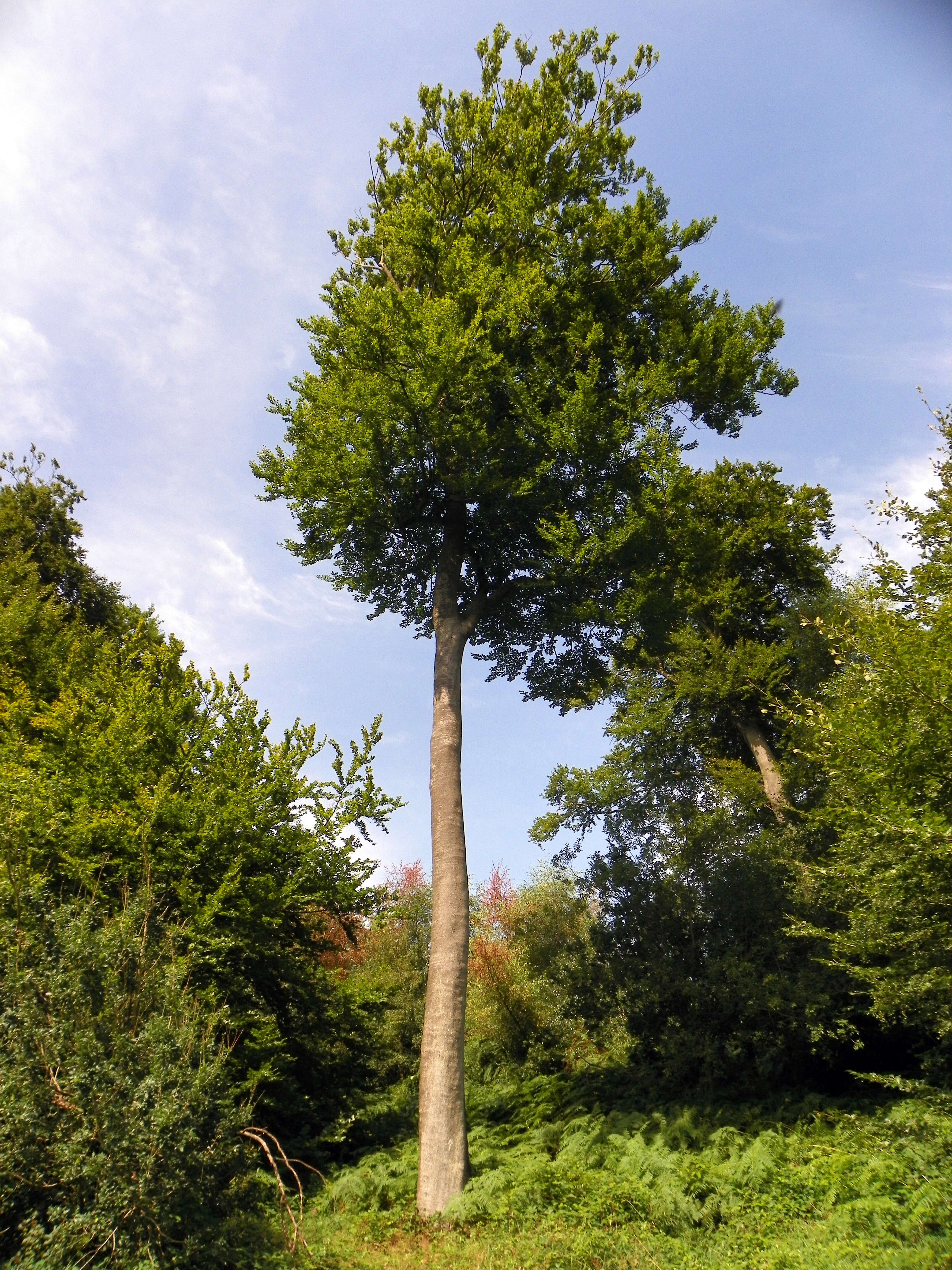 Image of European hornbeam