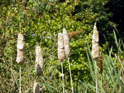 Image of broadleaf cattail