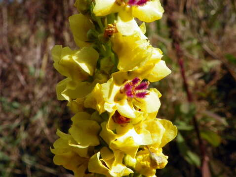 Verbascum nigrum L. resmi