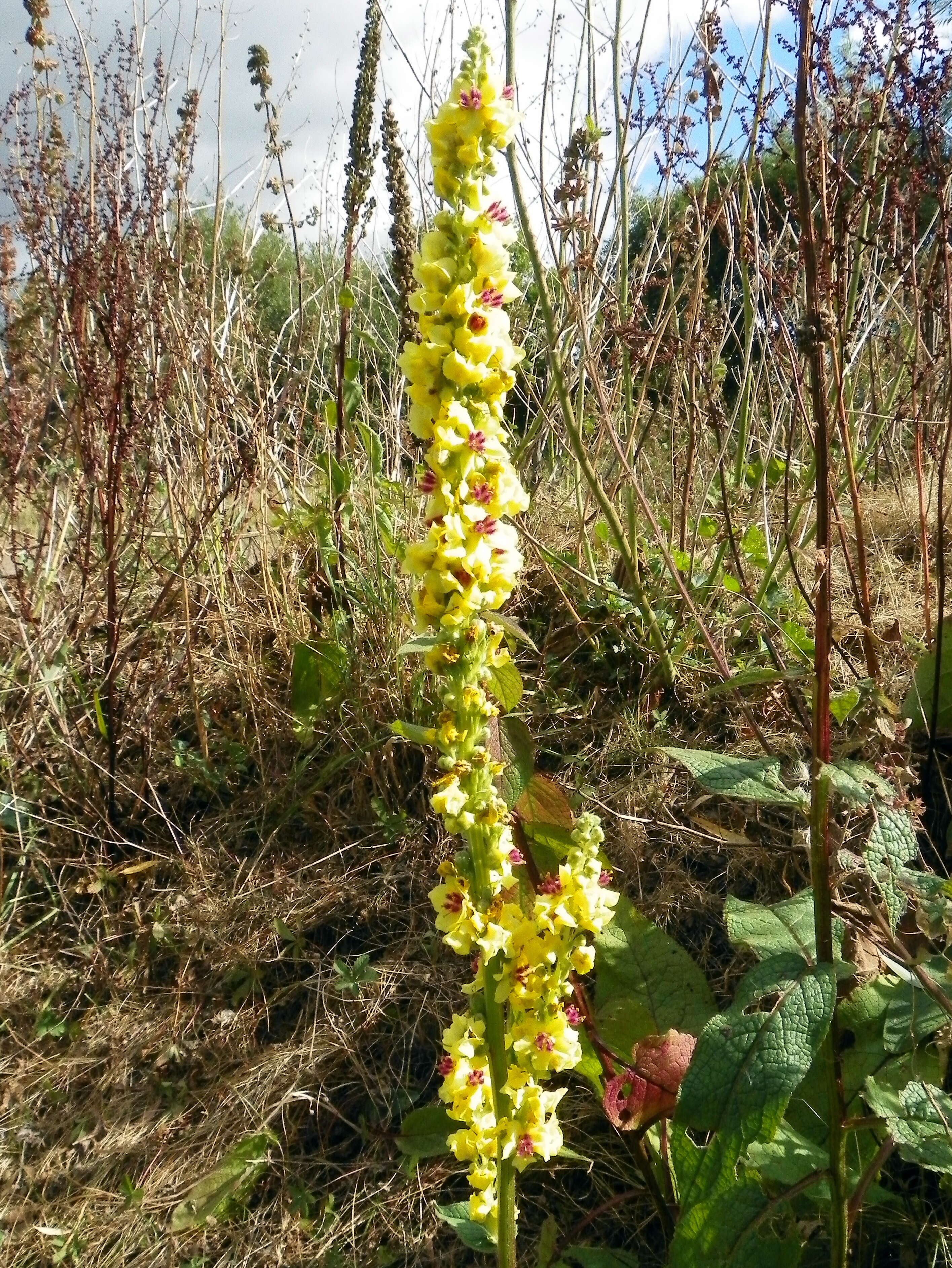 Verbascum nigrum L. resmi