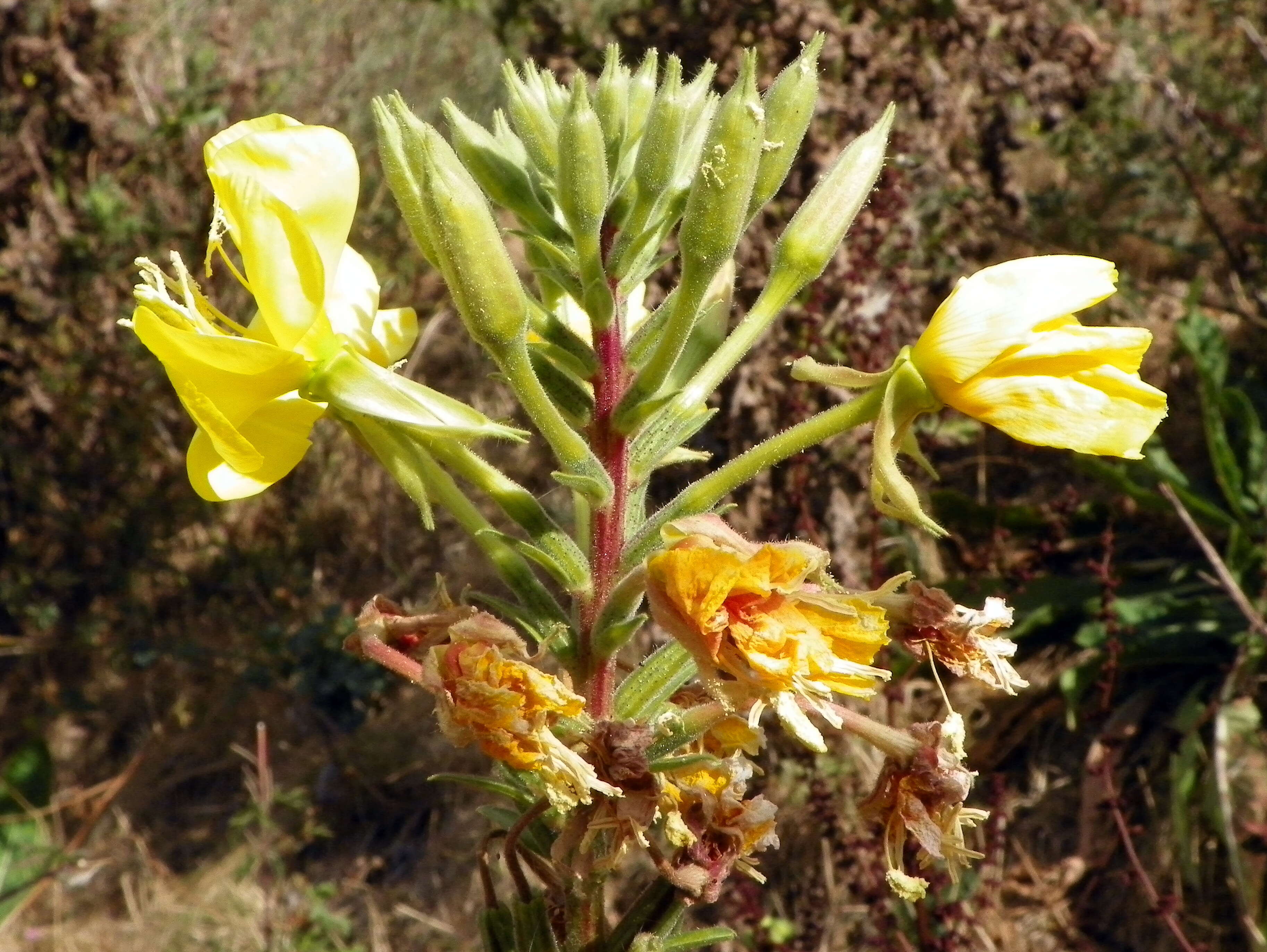 Imagem de Oenothera glazioviana M. Micheli