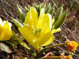 Imagem de Oenothera glazioviana M. Micheli