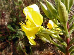 Imagem de Oenothera glazioviana M. Micheli