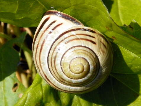 Image of Brown Lipped Snail