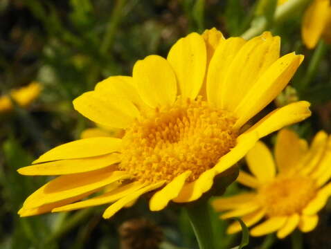 Image of corndaisy