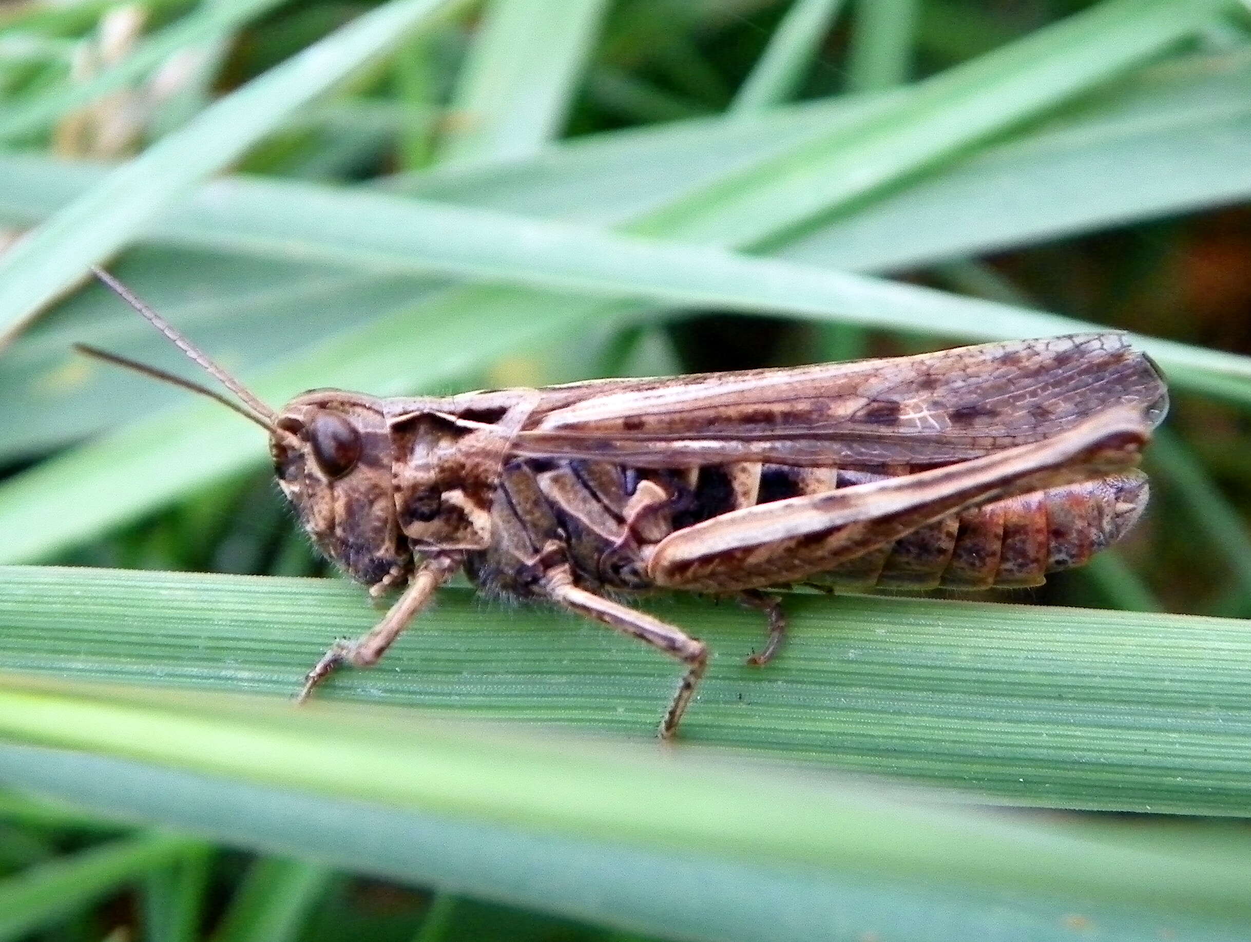 Image of Common Field Grasshopper