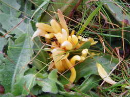 Clavulinopsis fusiformis (Sowerby) Corner 1950 resmi