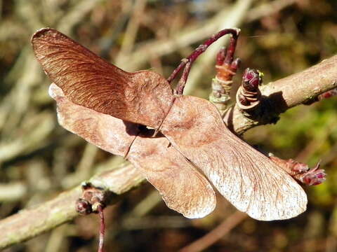 Image of Field Maple