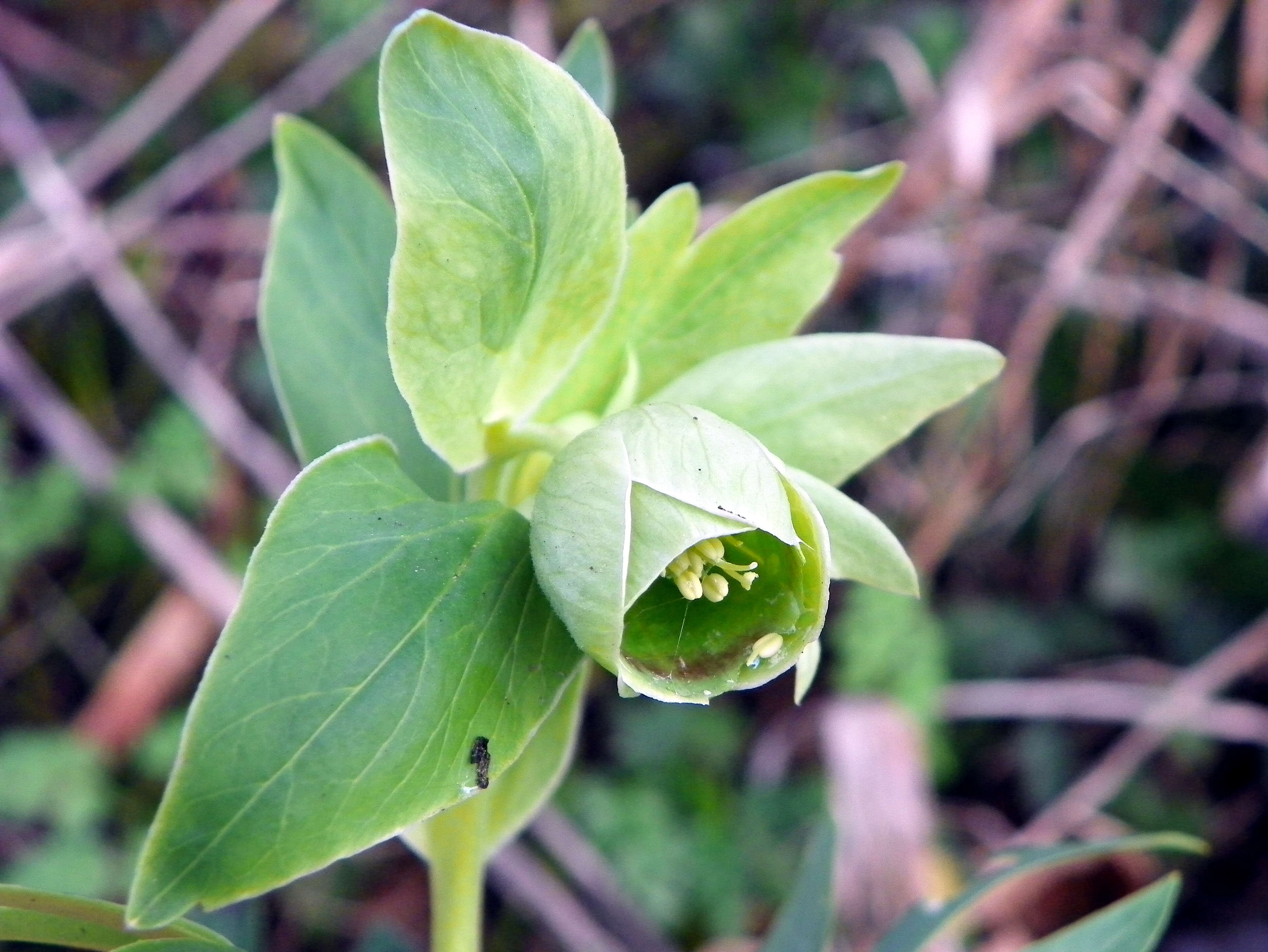 Image of Stinking Hellebore