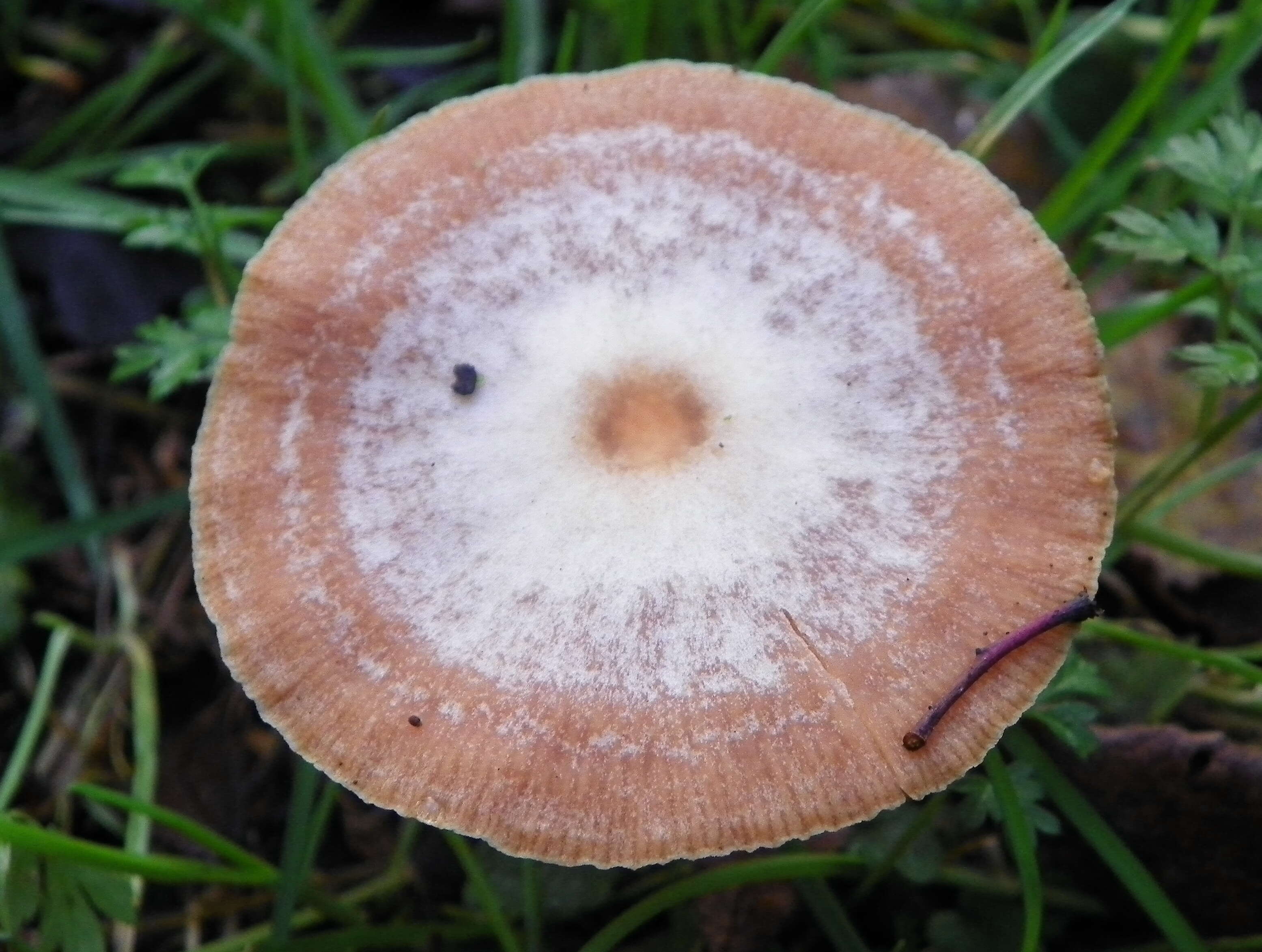 Image of Tubaria furfuracea (Pers.) Gillet 1876