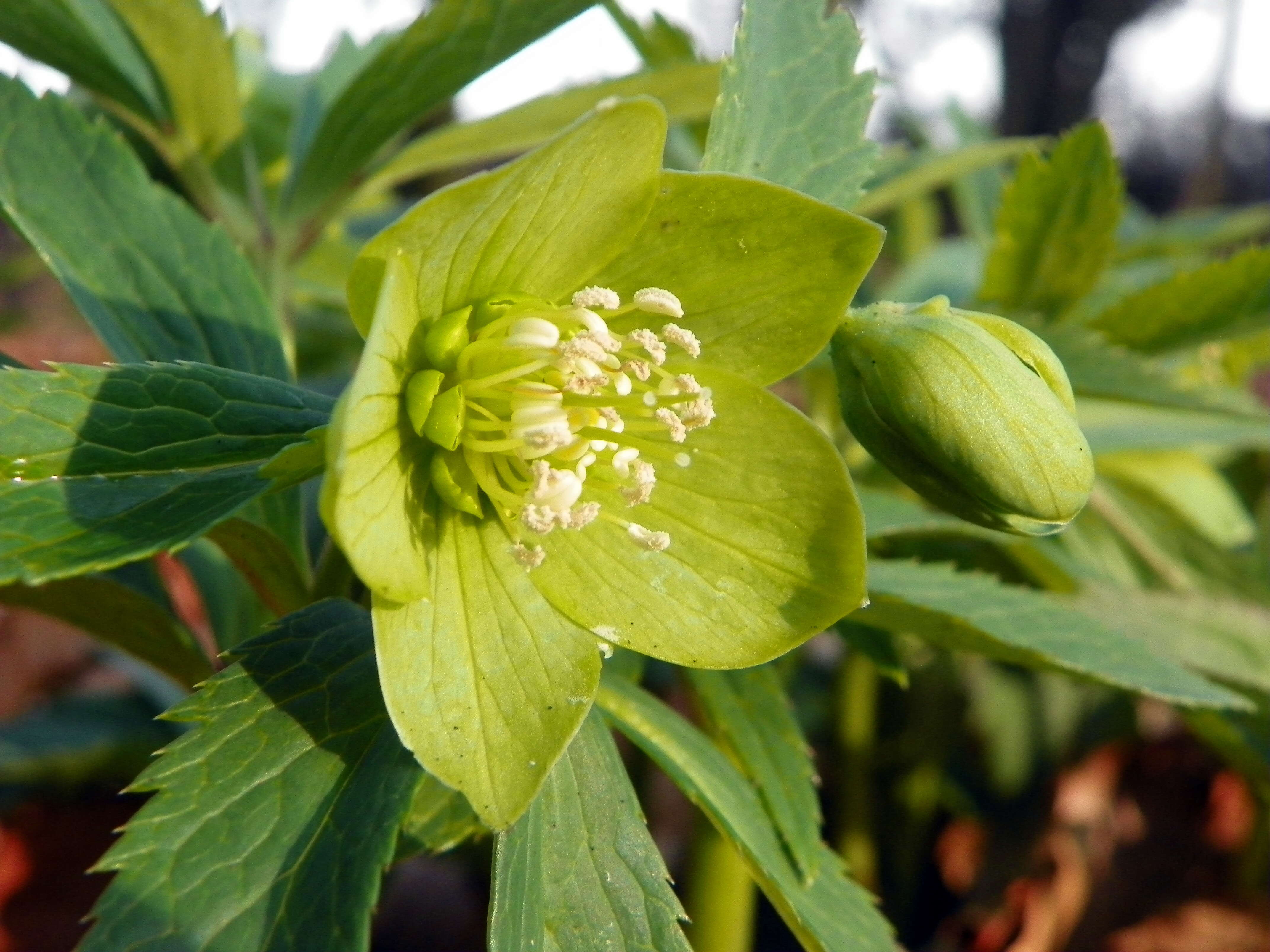 Image of Green Hellebore