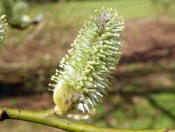 Image of goat willow