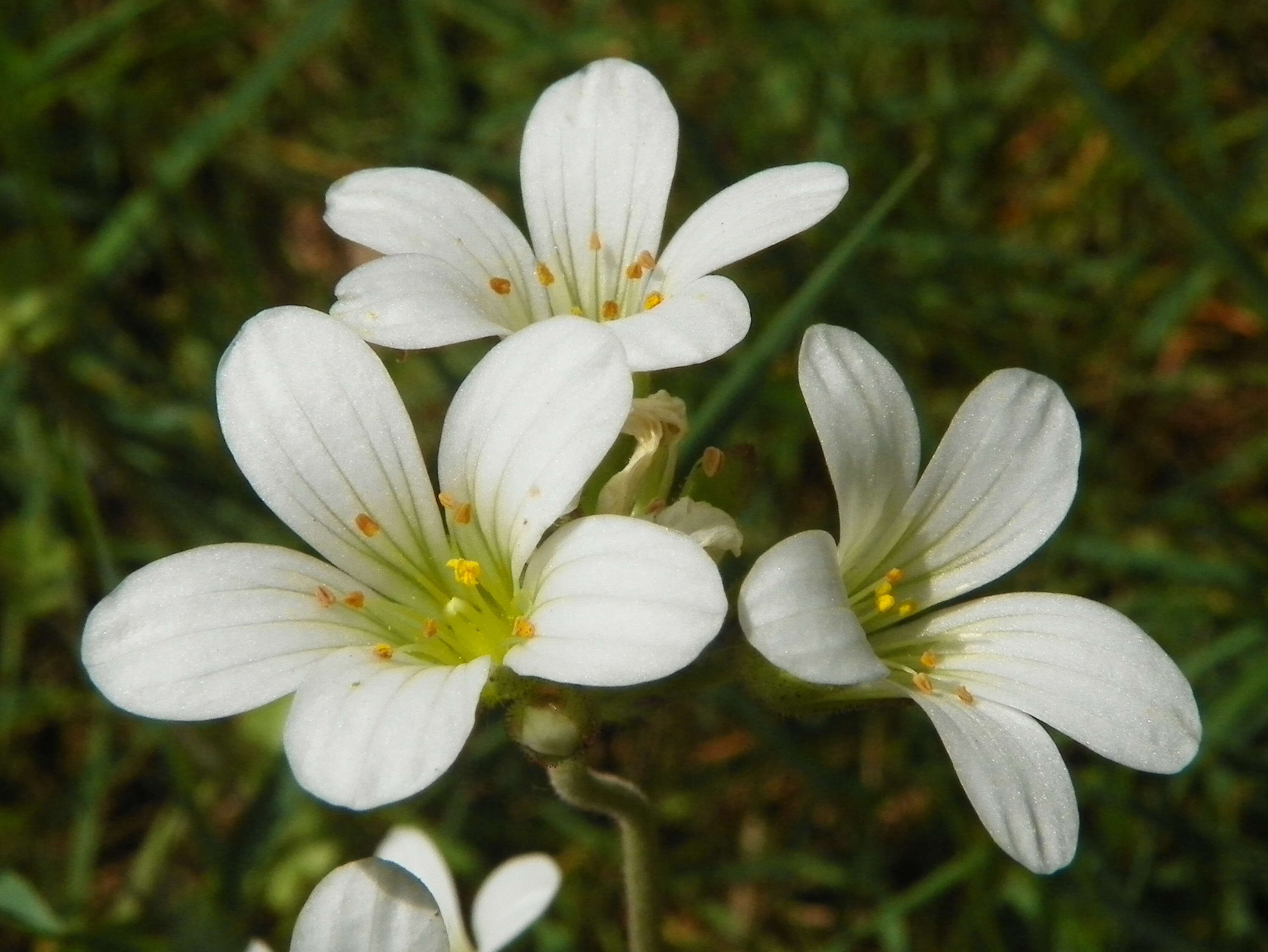 Plancia ëd Saxifraga granulata L.