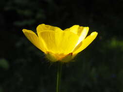 Image of common buttercup