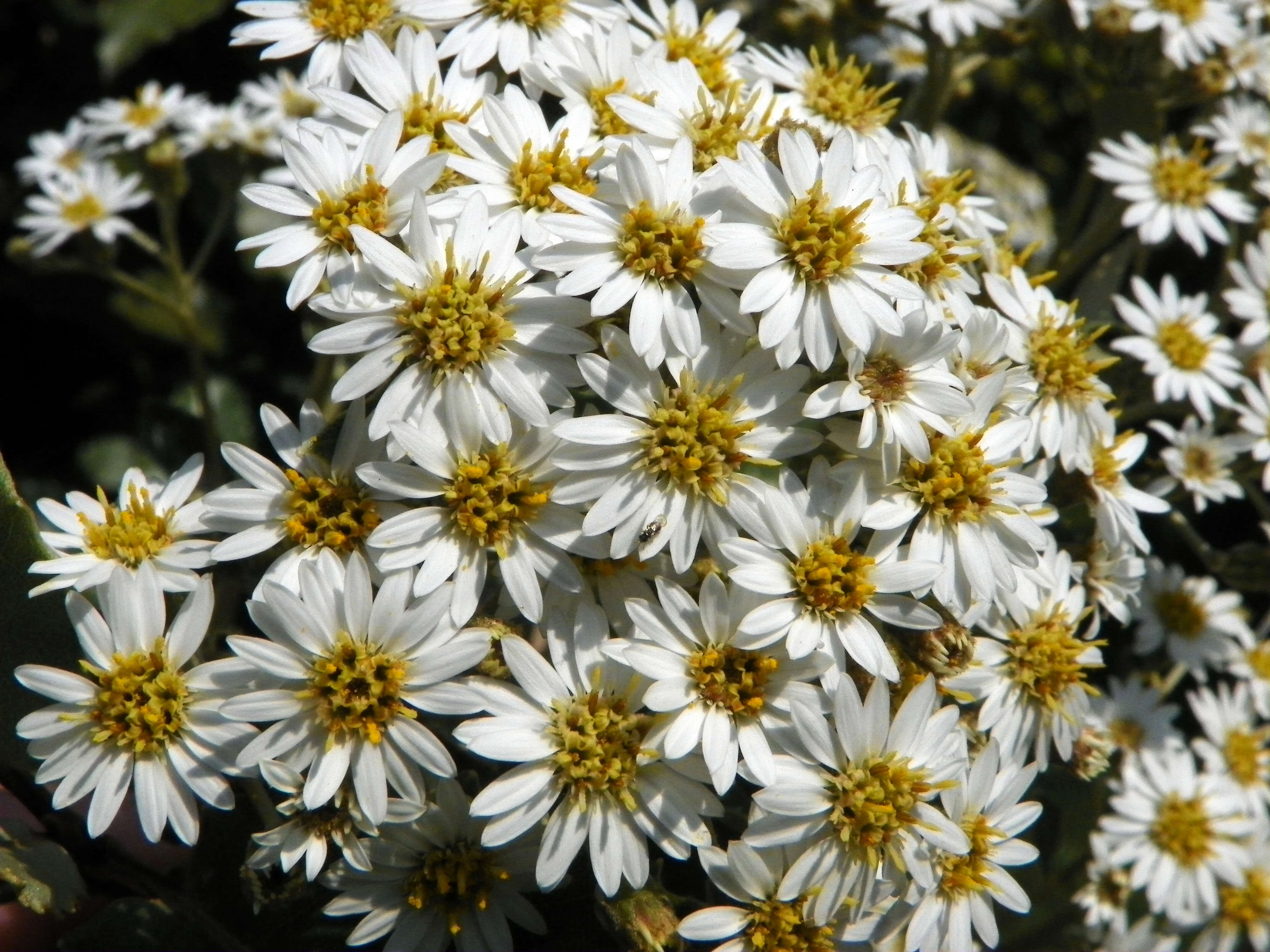 Olearia macrodonta Baker resmi