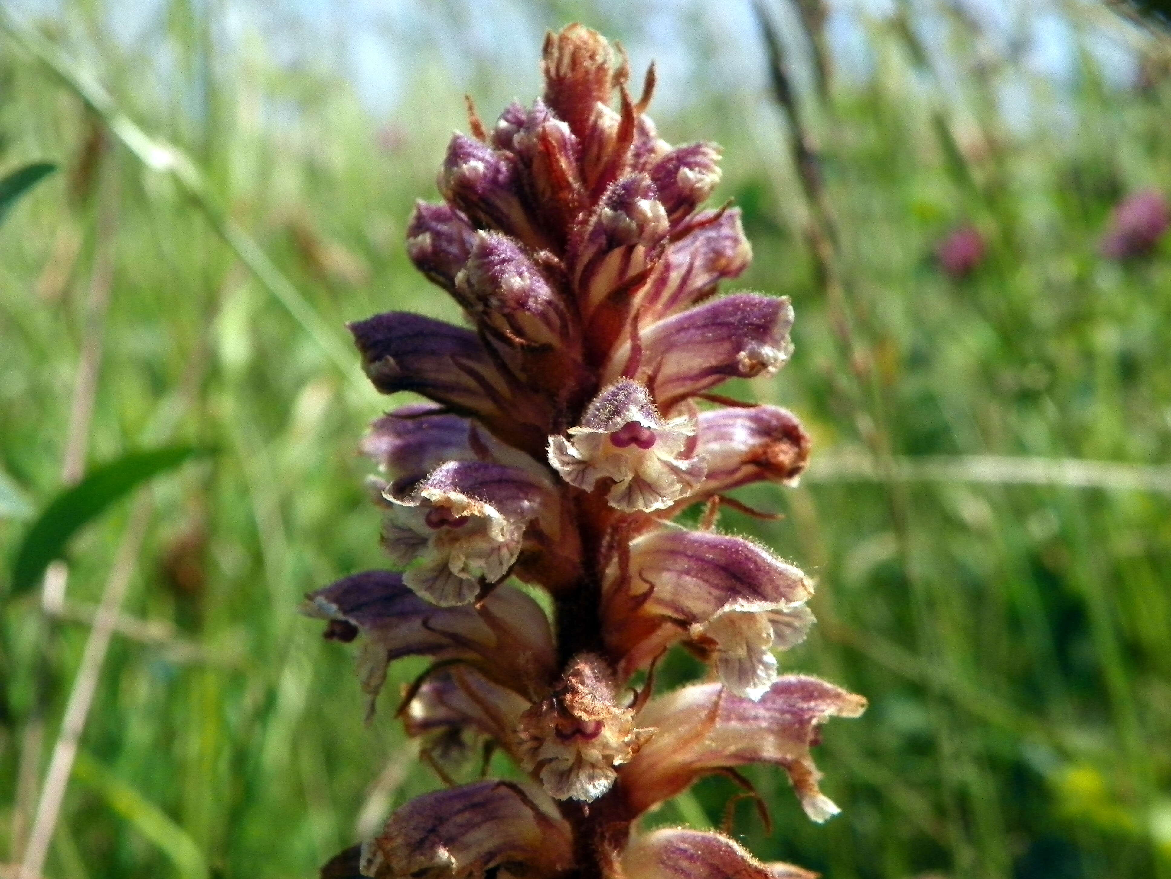 Image of clover broomrape